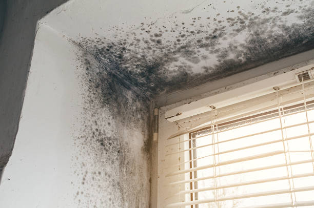Affordable Mold Remediation solutions in Old Hickory, TN
