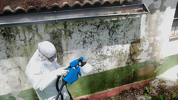 Top rated local Mold Remediation specialists in Old Hickory, TN